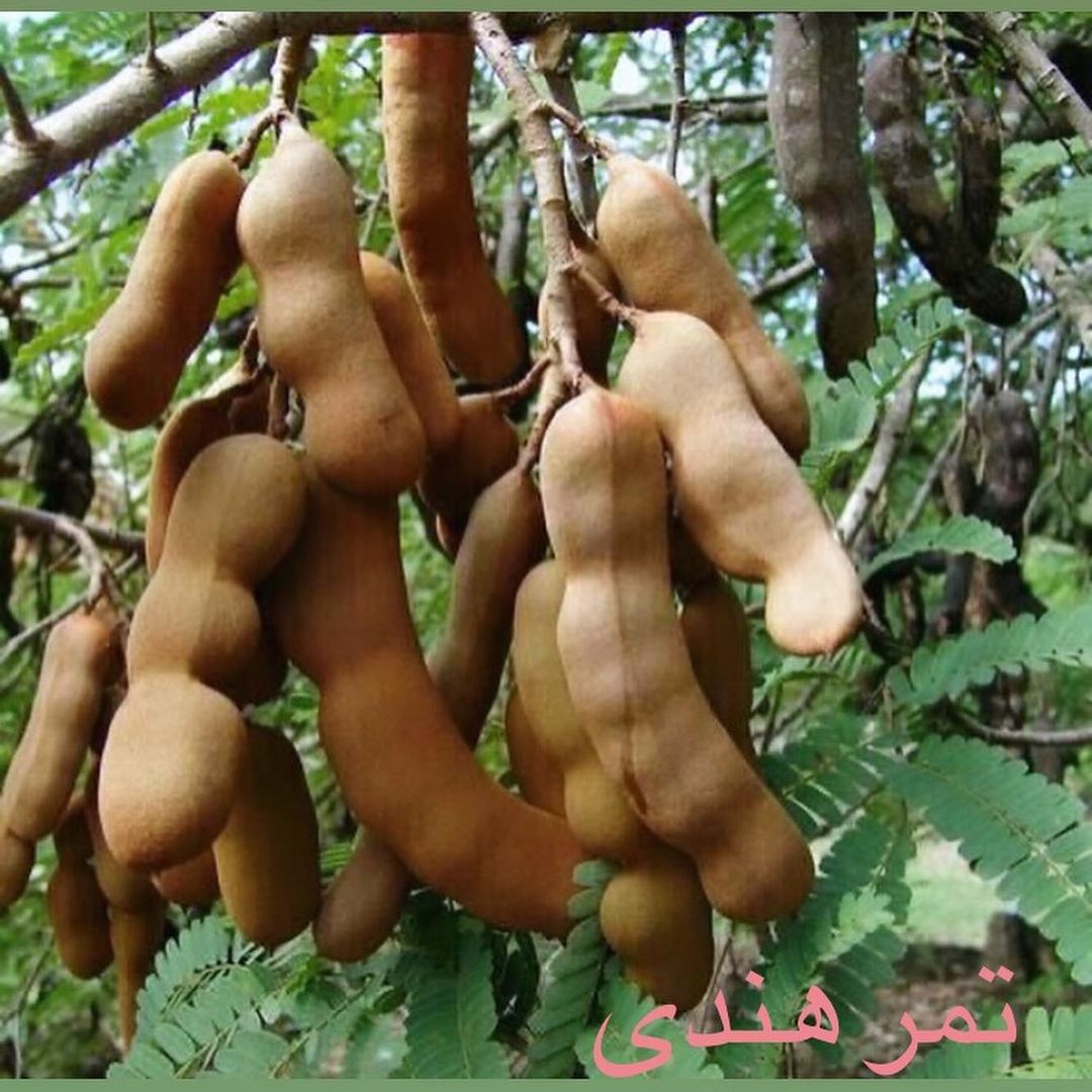 سیستان و بلوچستان