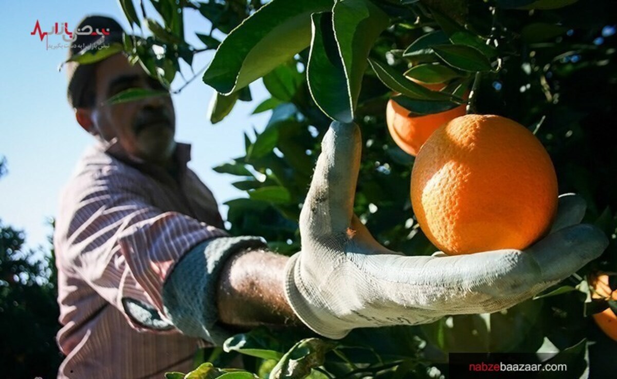 چیدن میوه‌های کال و رنگ آمیزی با گاز اتانول ‏