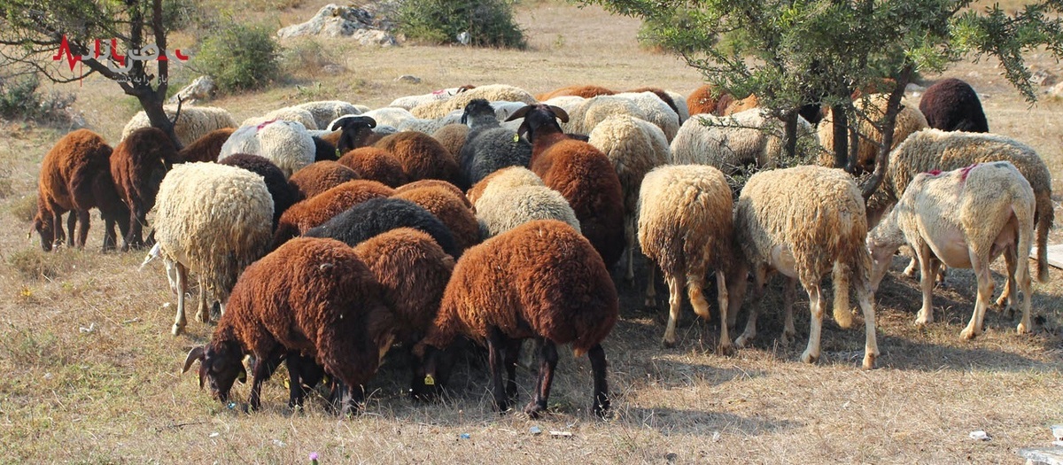 ۲۰ روز دیگر پرواربندی دام‌ها تمام می‌شود وگوشت ارزان!