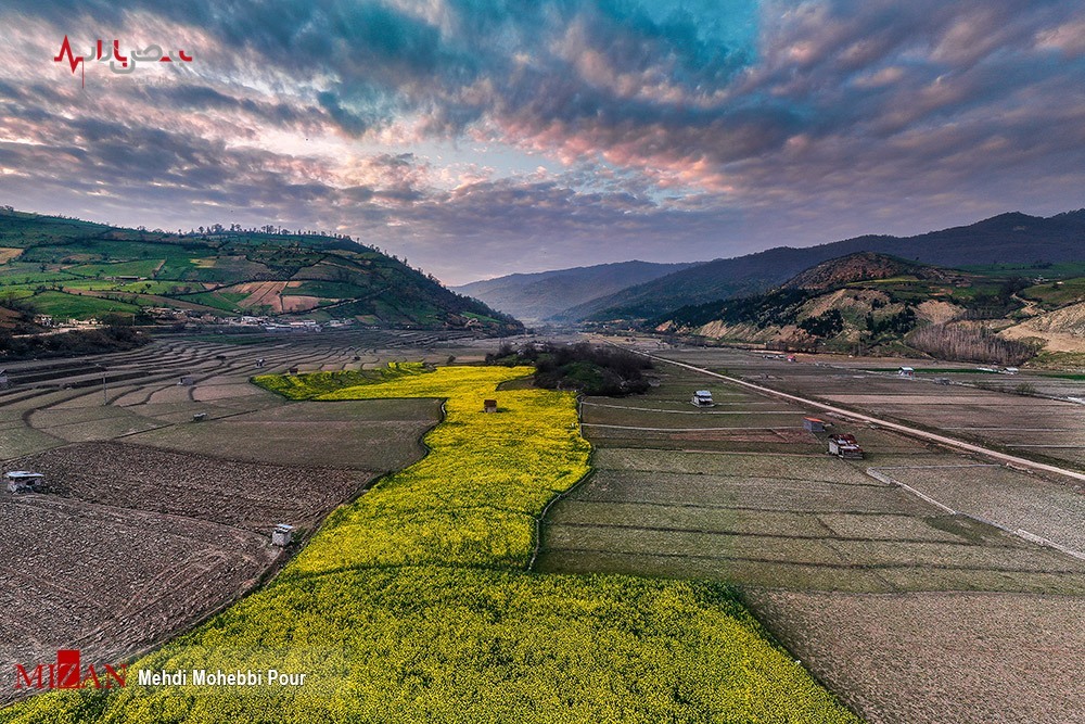 کاش برنج در غرب مازندران