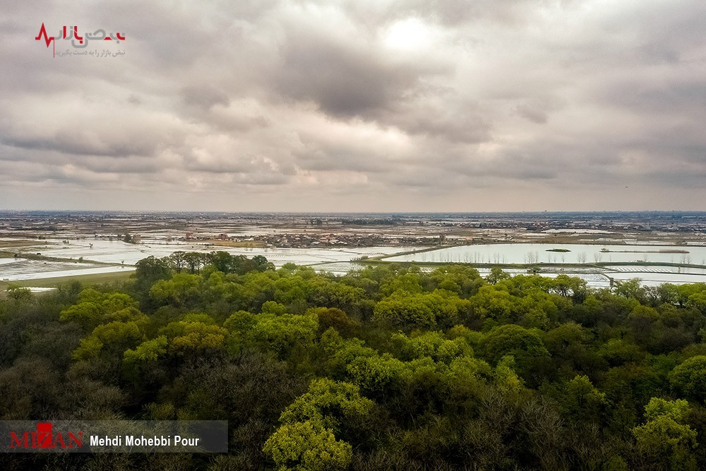 کاش برنج در غرب مازندران