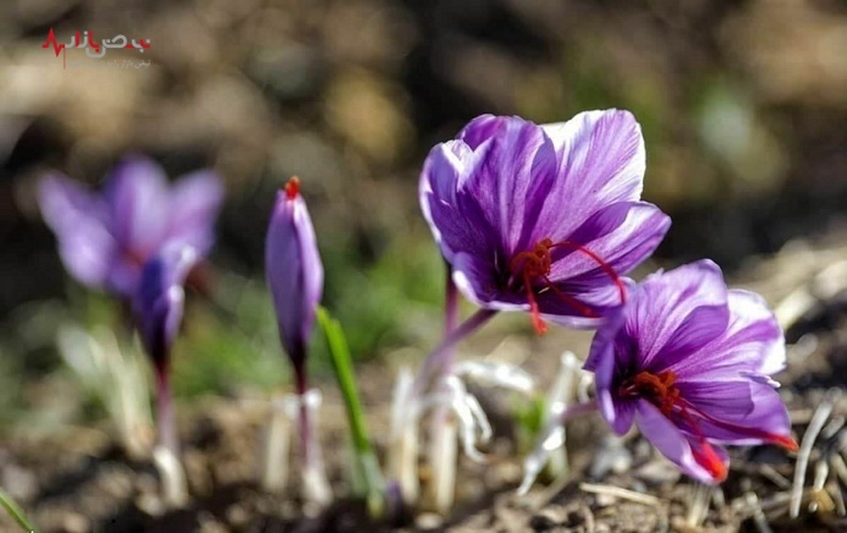 کاهش۶۰ درصدی صادرات زعفران