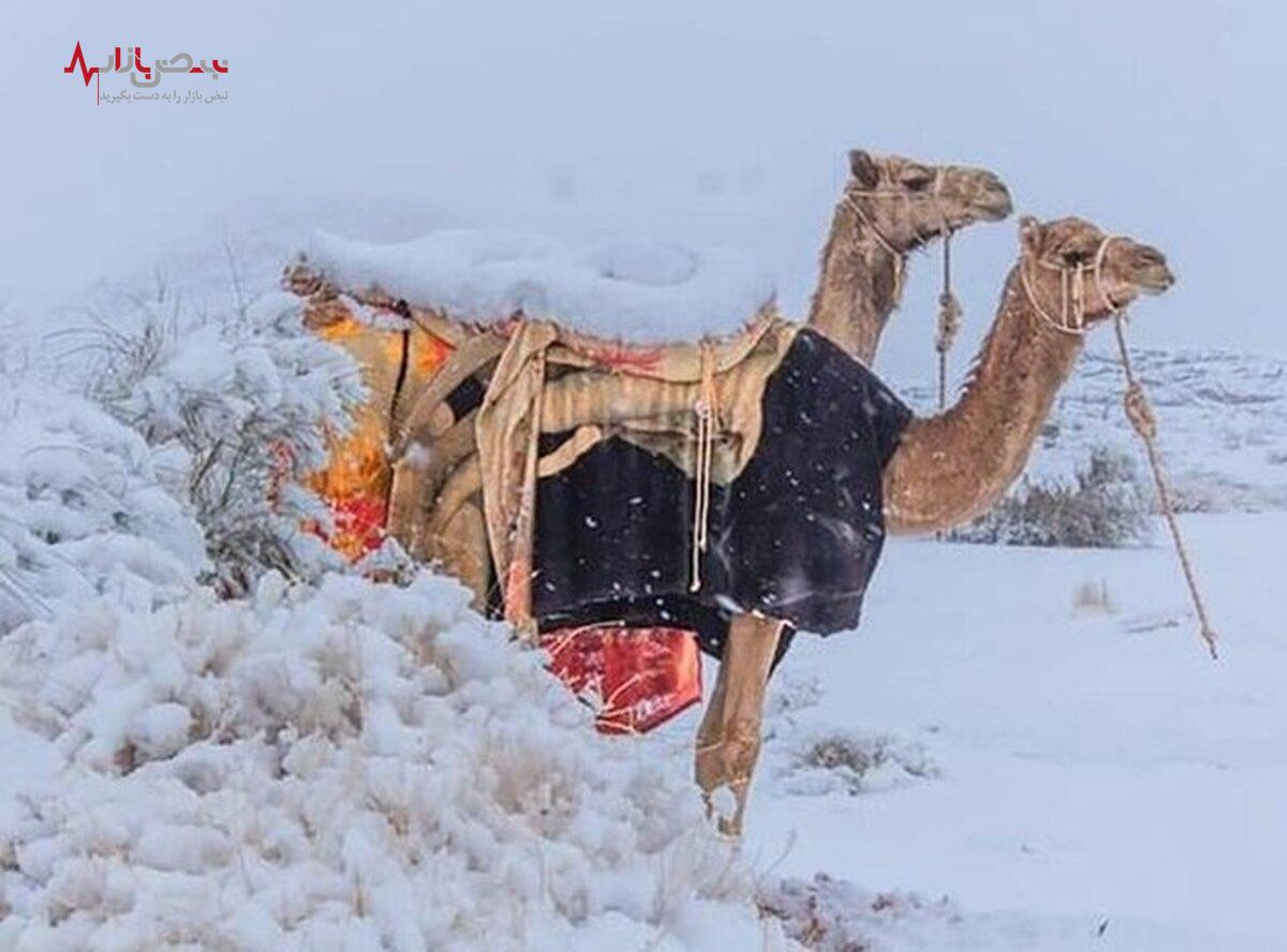 ببینید / بارش عجیب برف و تگرگ در امارات