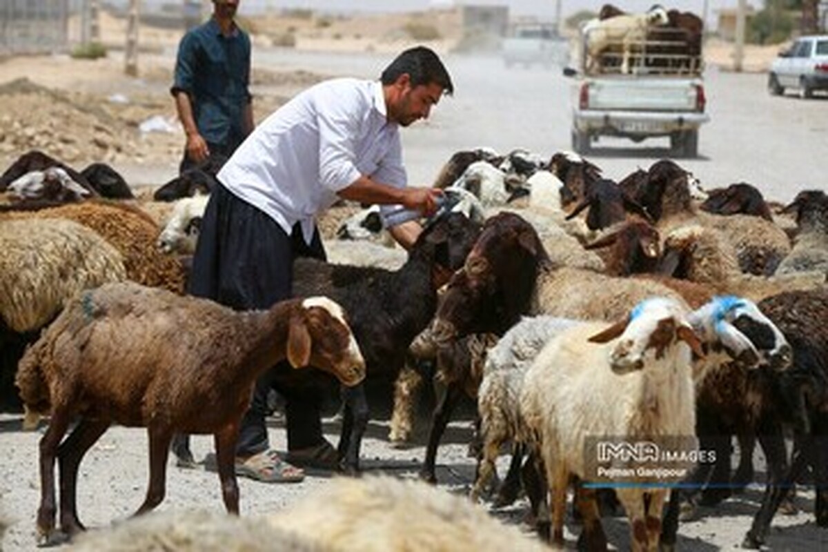 کاهش بی سابقه قیمت دام زنده در بازار امروز ۷ دی ۱۴۰۳